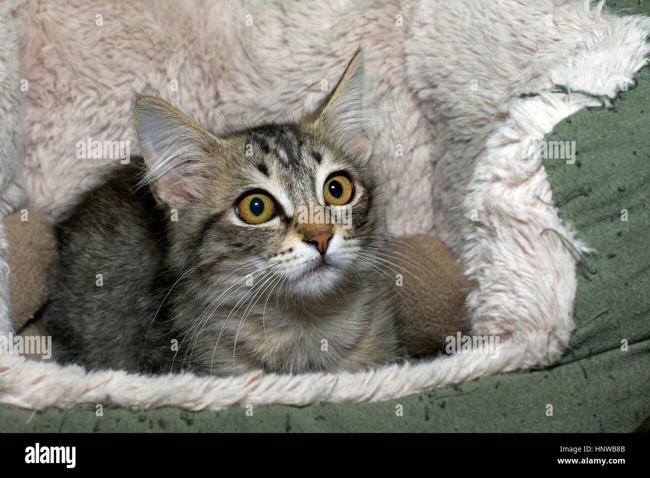 Black tan and cream colored tabby kitten looking surprised laying in a