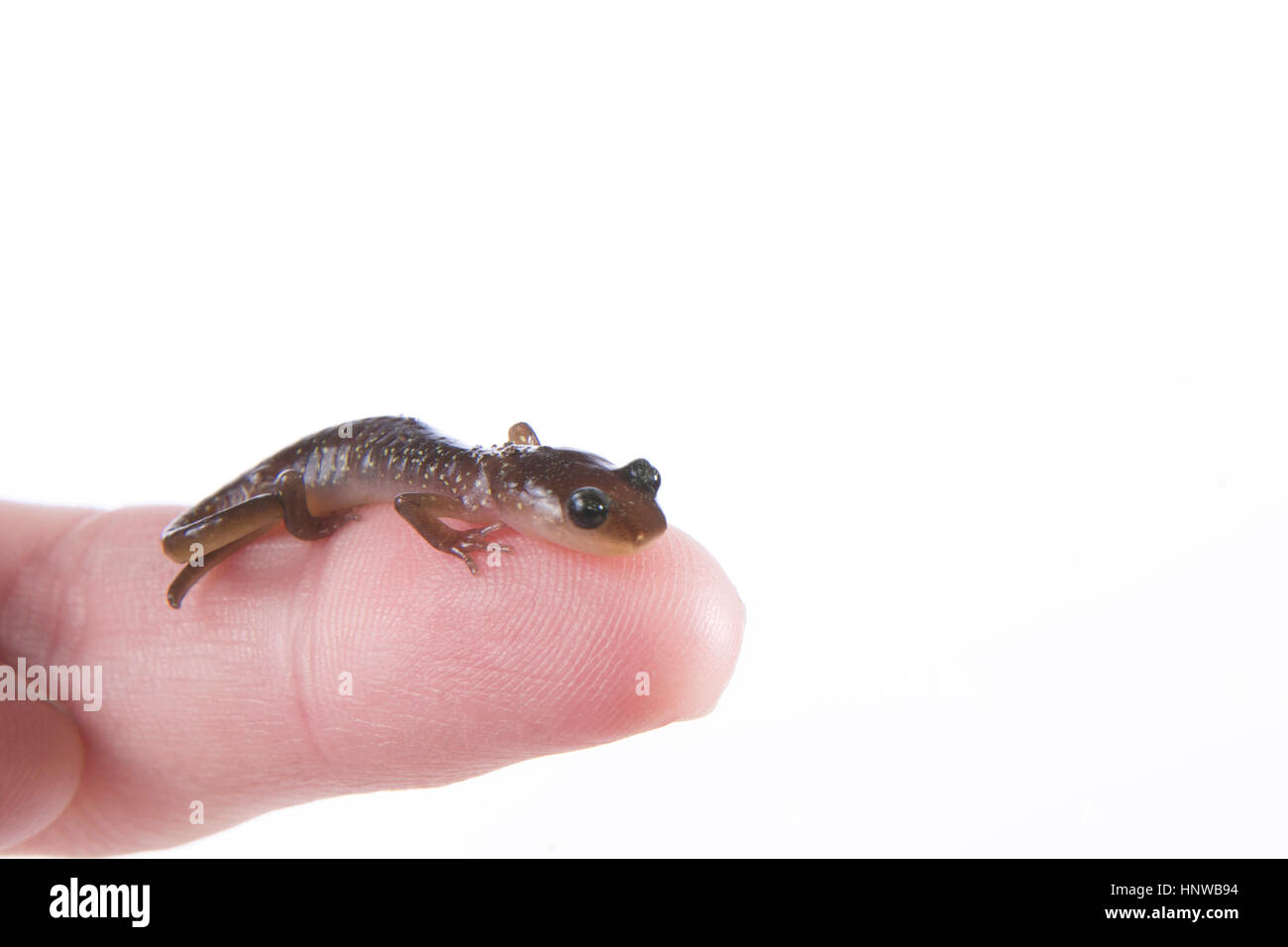 What Do Baby Salamanders Eat