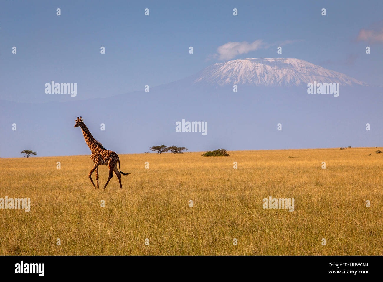 Giraffe, Giraffa camelopardalis, with Mount Kilimanjaro in the background, Chyulu Hills National Park, Kenya Stock Photo
