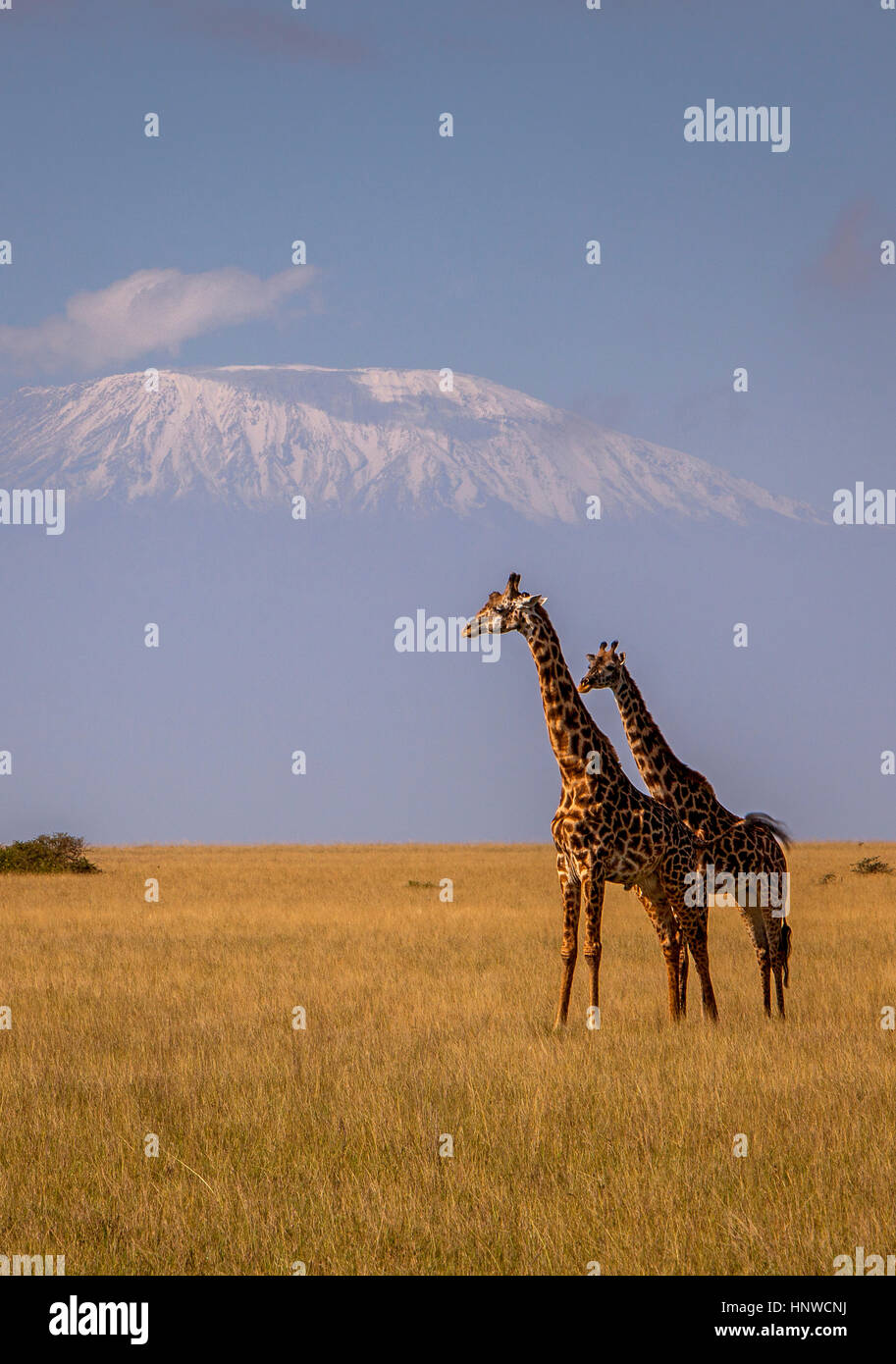 Mount kilimanjaro giraffe hi-res stock photography and images - Alamy