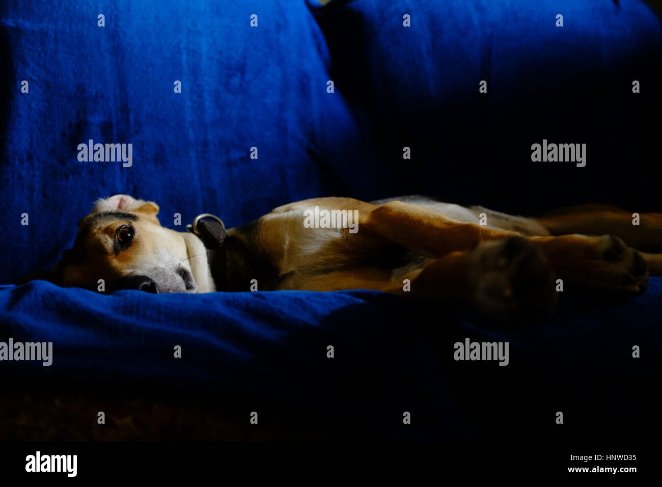 Dog resting on a blue couch Stock Photo