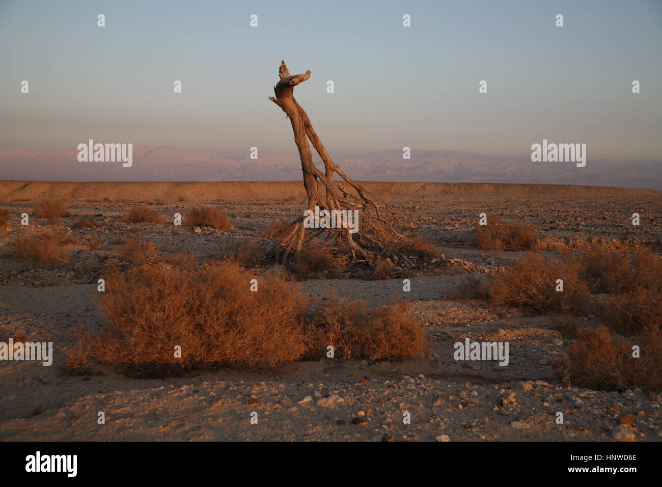A dead upside down tree looking like a giraffe, carried here by a desert flash flood, seen afar are the Edom Mountains in Jordan, Arava Valley, Israel Stock Photo