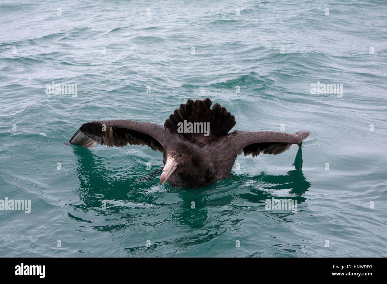 halls-giant-petrel-hi-res-stock-photography-and-images-alamy