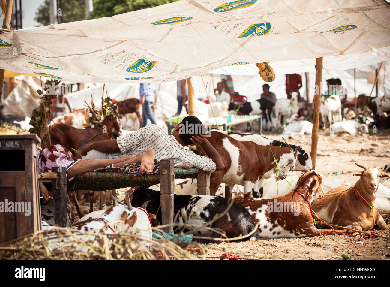 New Delhi, India - September 18, 2014: Men sell cattle on the street of New Delhi, India Stock Photo