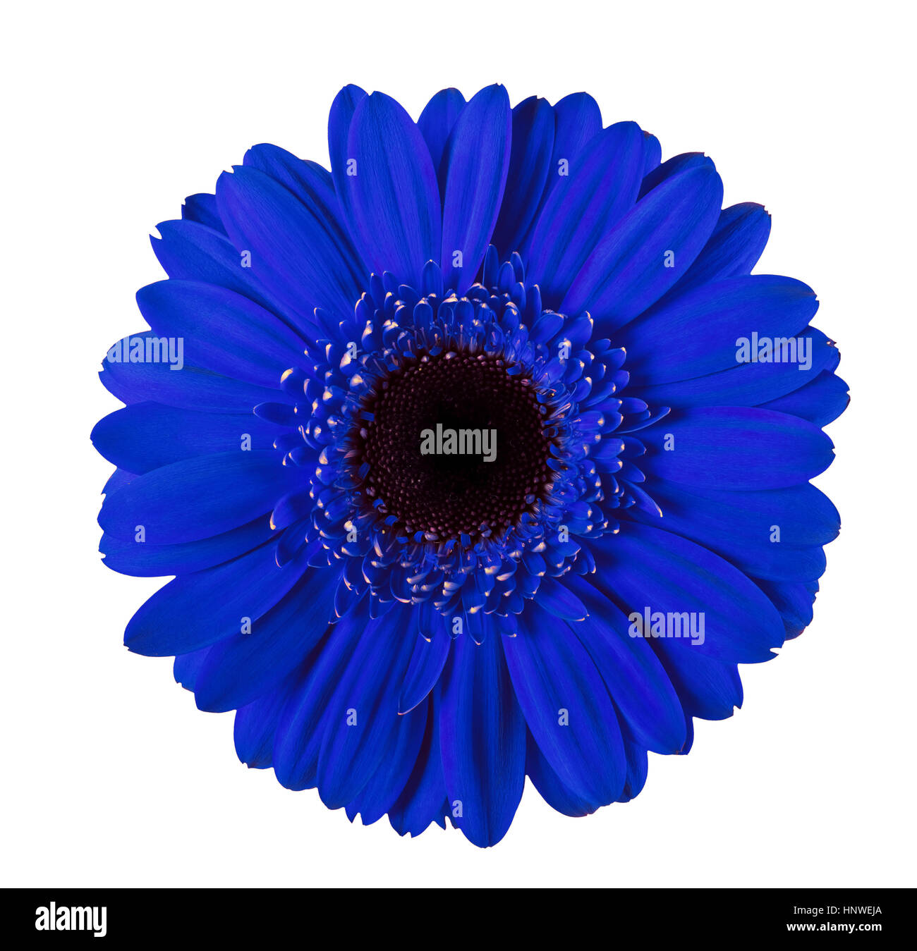 Gerbera blue flower isolated Stock Photo