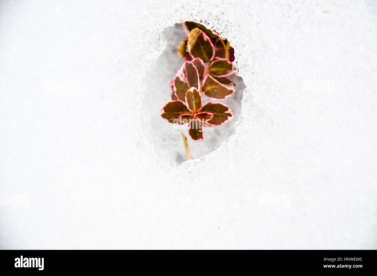 Euonymus fortunei red coloured in snow at winter Stock Photo
