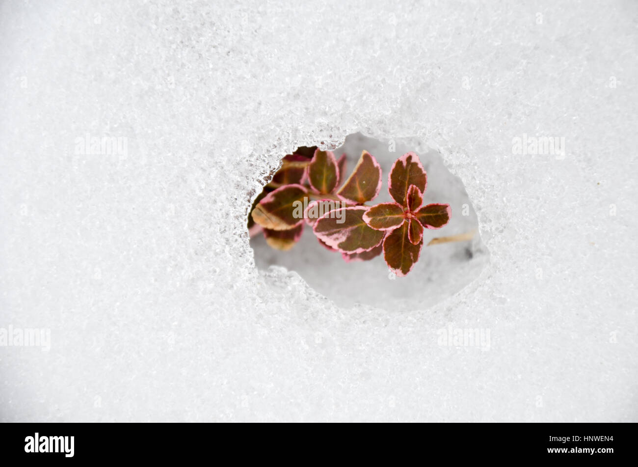 Euonymus fortunei red coloured in snow at winter Stock Photo