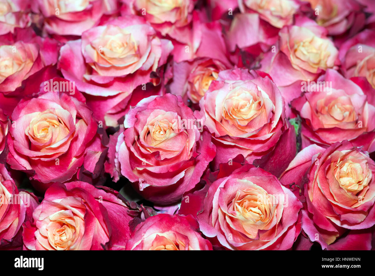 Colorful roses background Stock Photo