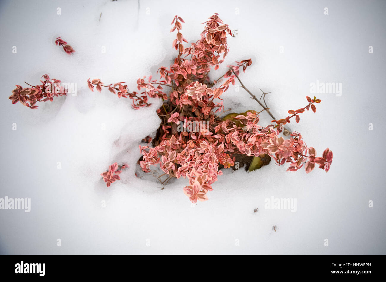 Euonymus fortunei red coloured in snow at winter Stock Photo