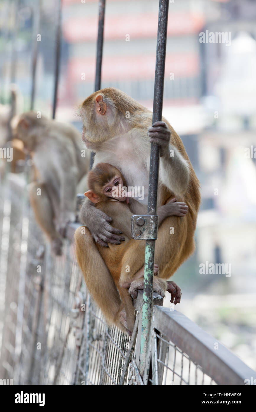 Monkeys sit on the Lakshman Jhula bringe in Rishikesh, India. Stock Photo