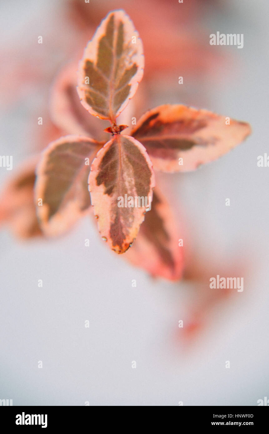Leaves of plants Euonymus in red colour at winter Stock Photo