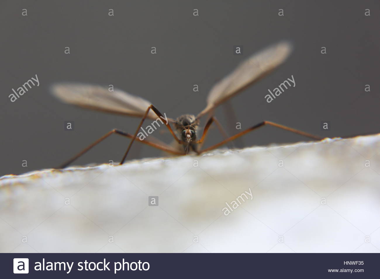 An insect, most likely a crane fly climbs up a gravestone in ireland Stock Photo
