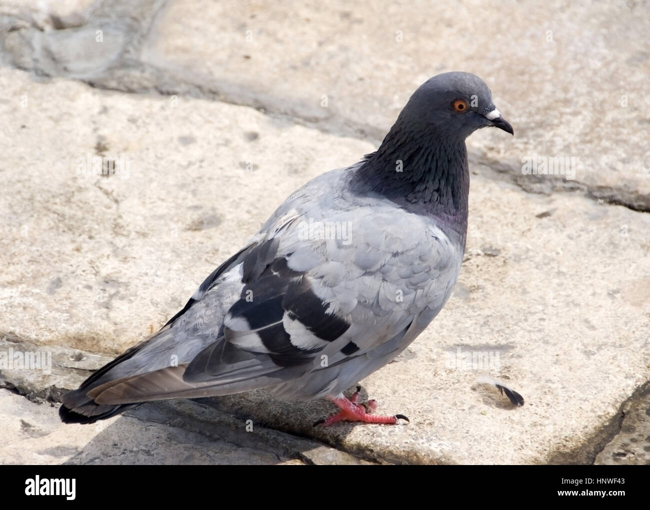 Taube - dove Stock Photo - Alamy