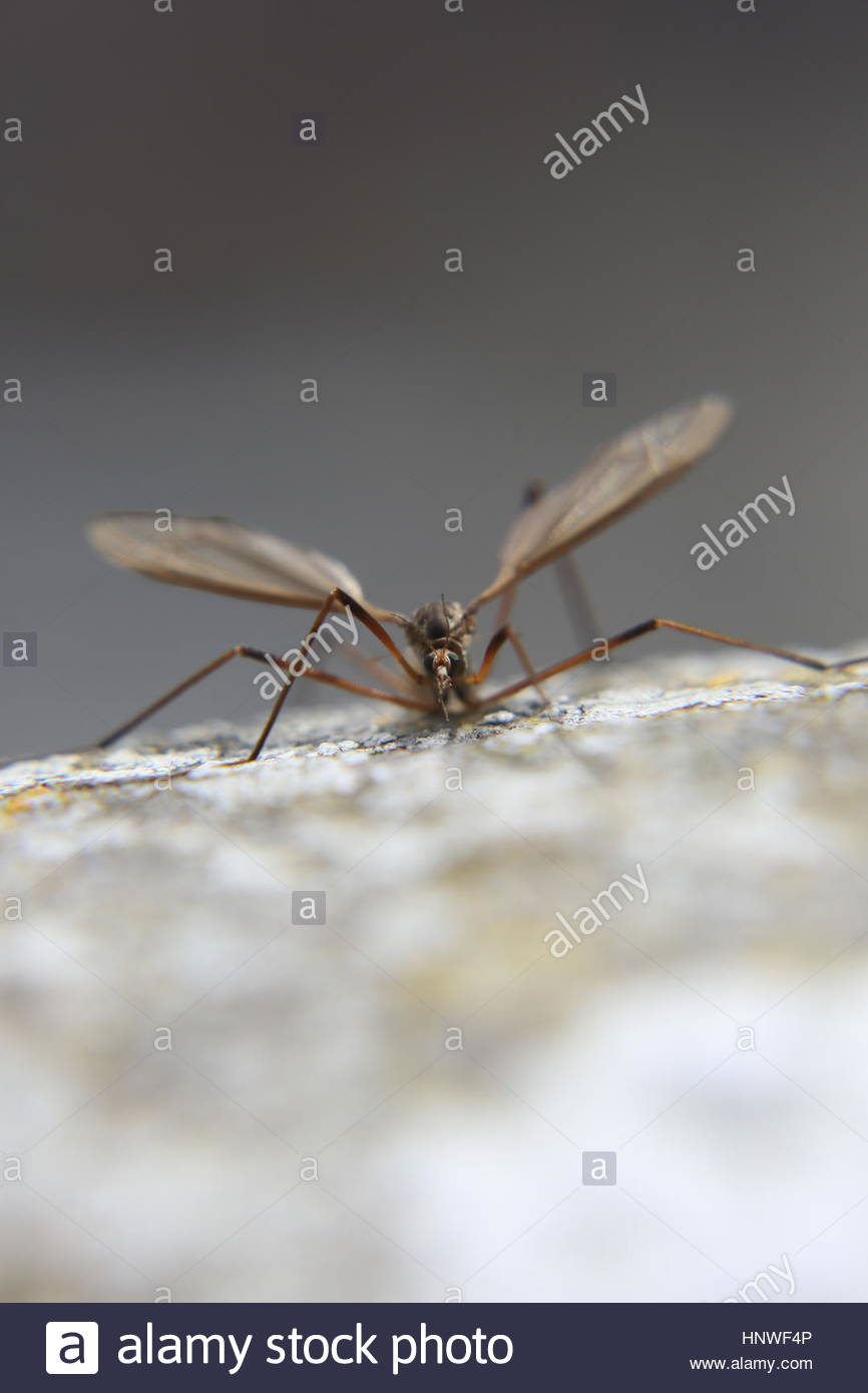 An insect, most likely a crane fly climbs up a gravestone in ireland Stock Photo