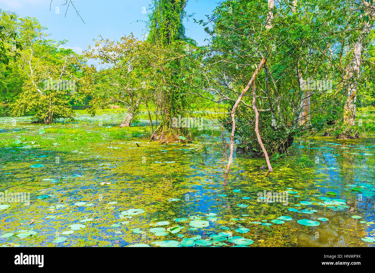 The Freshwater Swamp In Forest Of Nisala Sewana Park Picturesque Place 