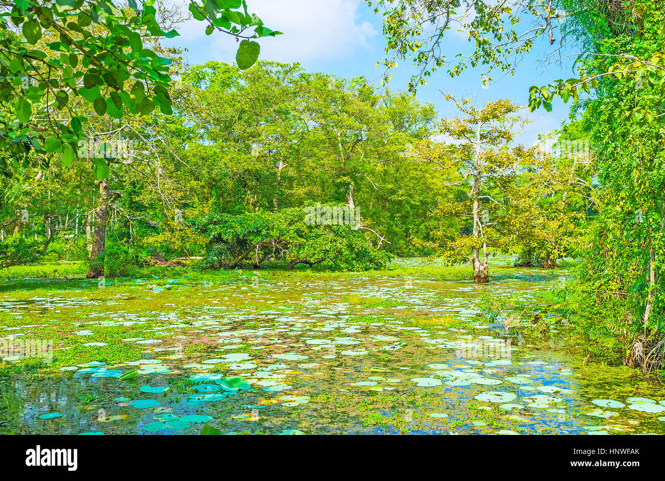 Freshwater swamp forest hi-res stock photography and images - Alamy