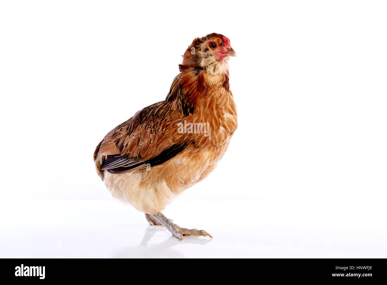 Araucana hen of blue easter eggs native of Chile on white background Stock Photo