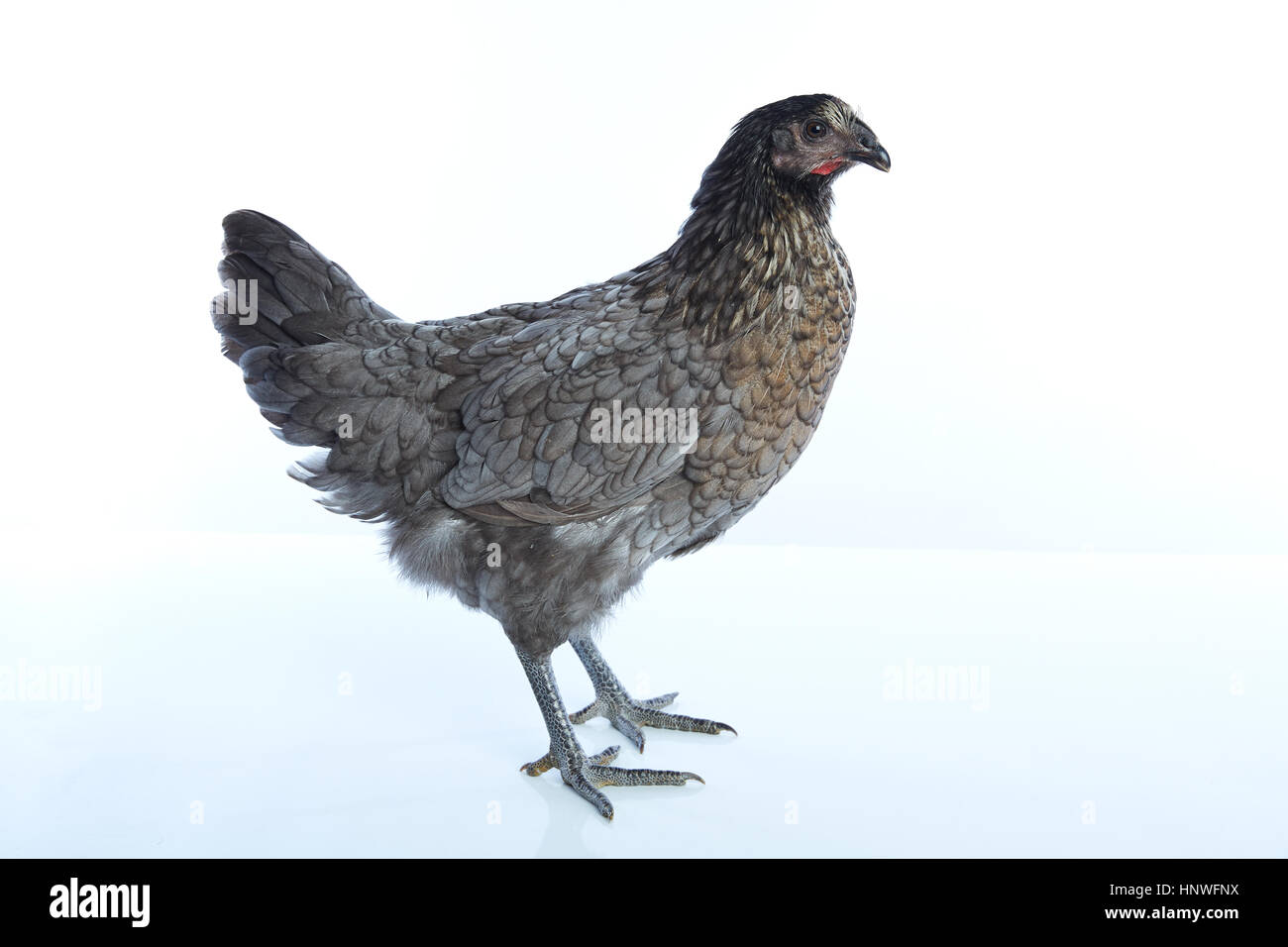 Blue hen chicken delaware hires stock photography and images Alamy