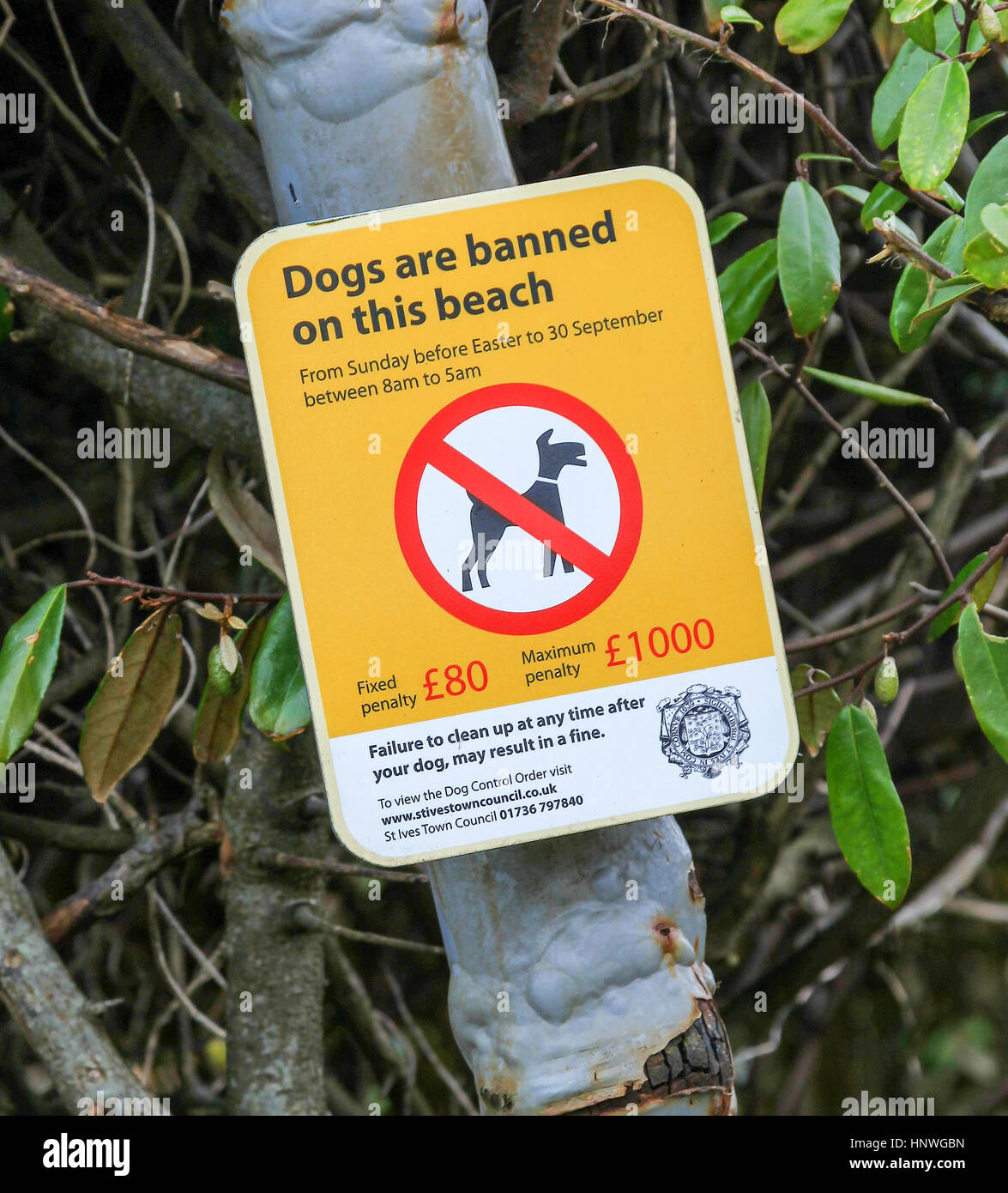 A sign saying dogs are banned from this beach erected by St. Ives Town