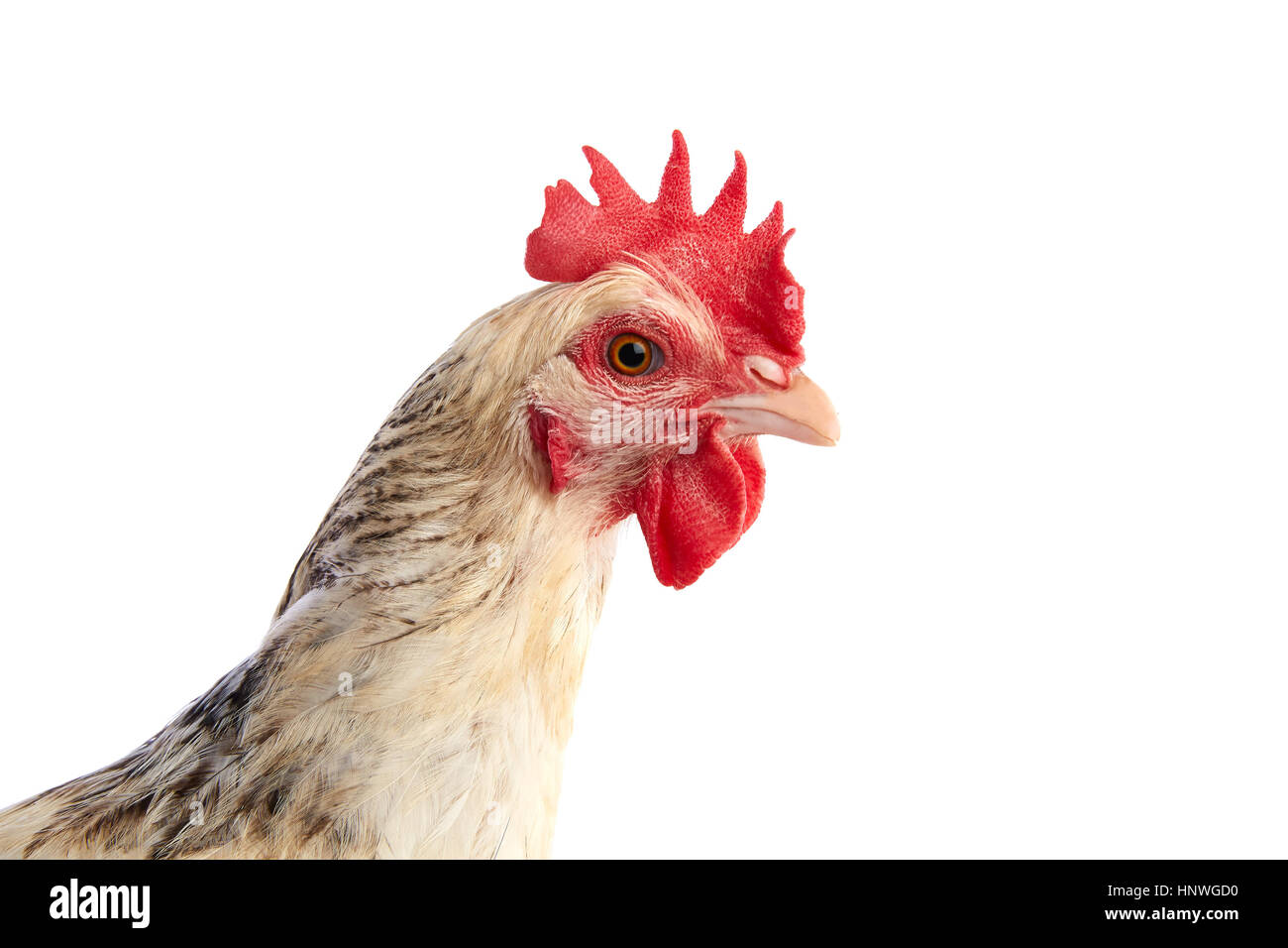 Sussex hen original from England on white background Stock Photo