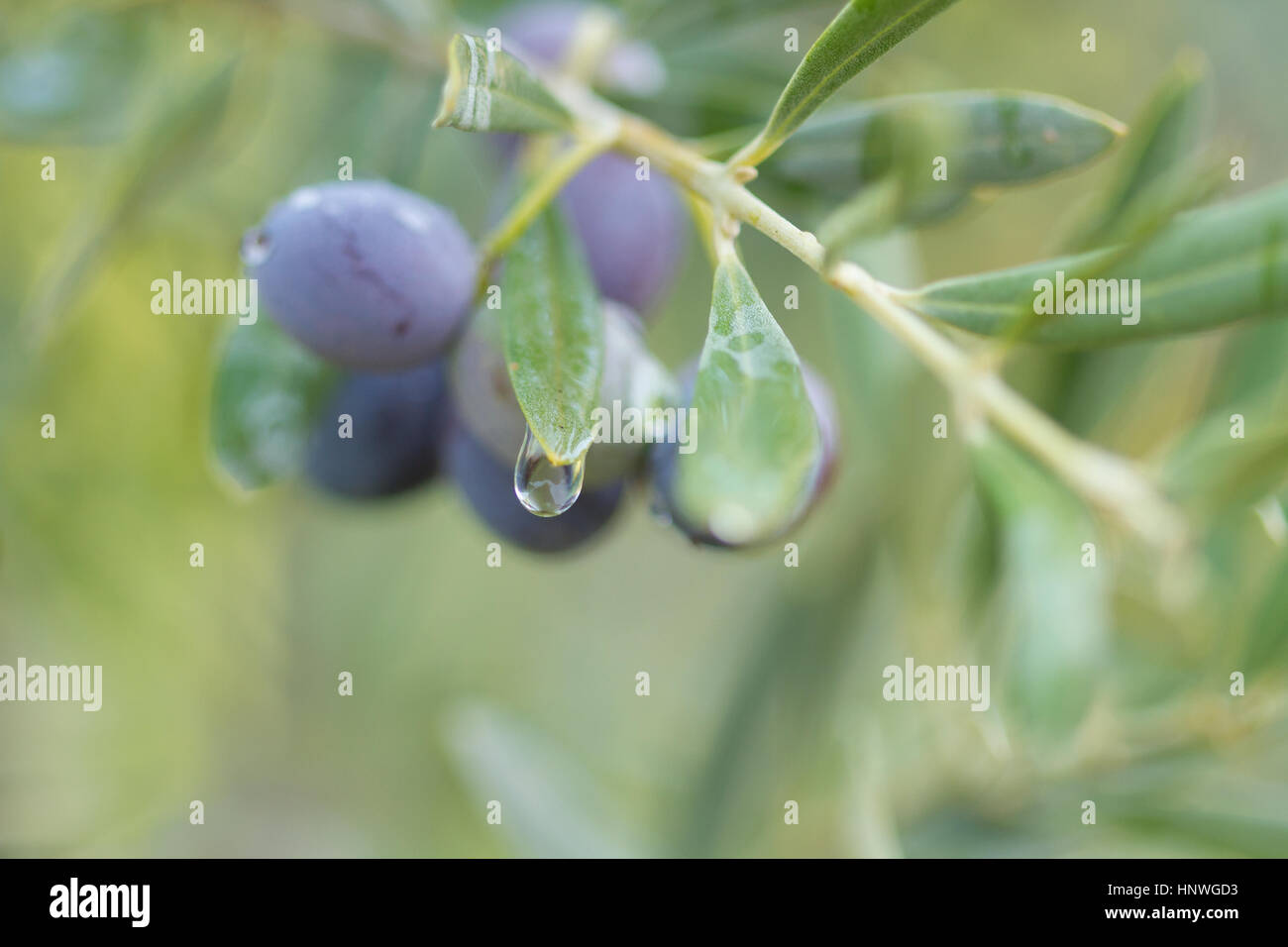Branch of olive tree with fruits and leaves, natural agricultural food ...