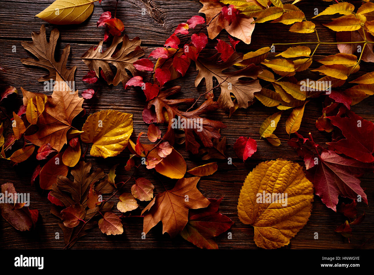 Golden and red leaves hi-res stock photography and images - Alamy