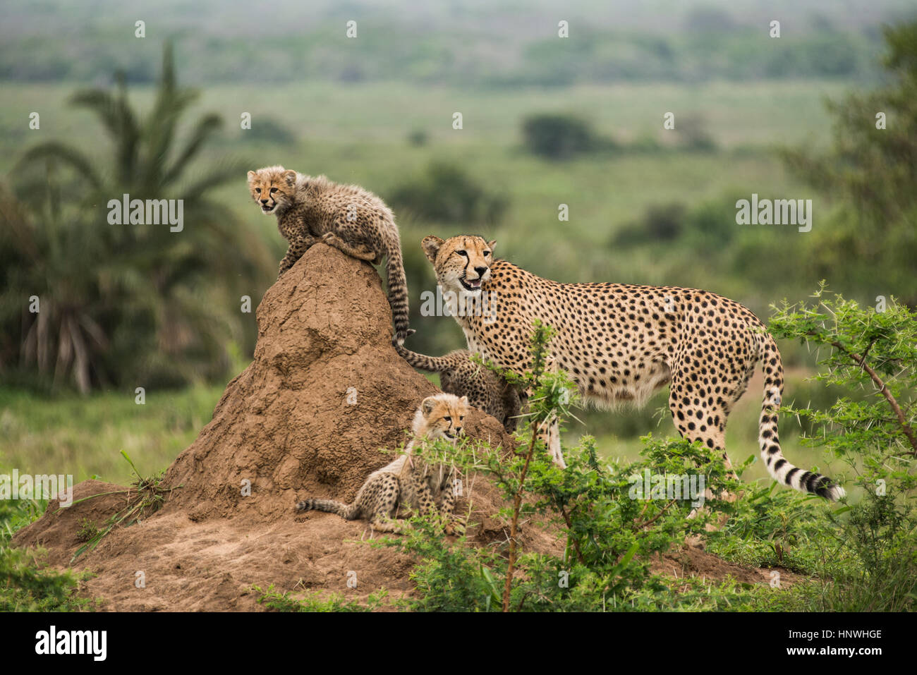Cheetah mother and her cubs rest on top of termite hill, looking out for prey and predators, Phinda Game Reserve, South Africa Stock Photo