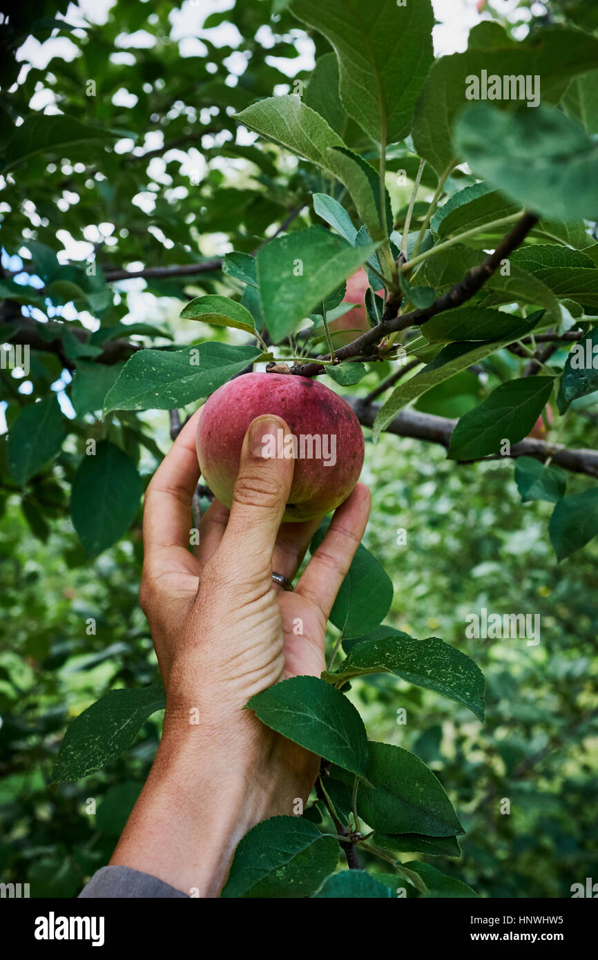 Woman's hand reaching to pick red apple from apple tree Stock Photo