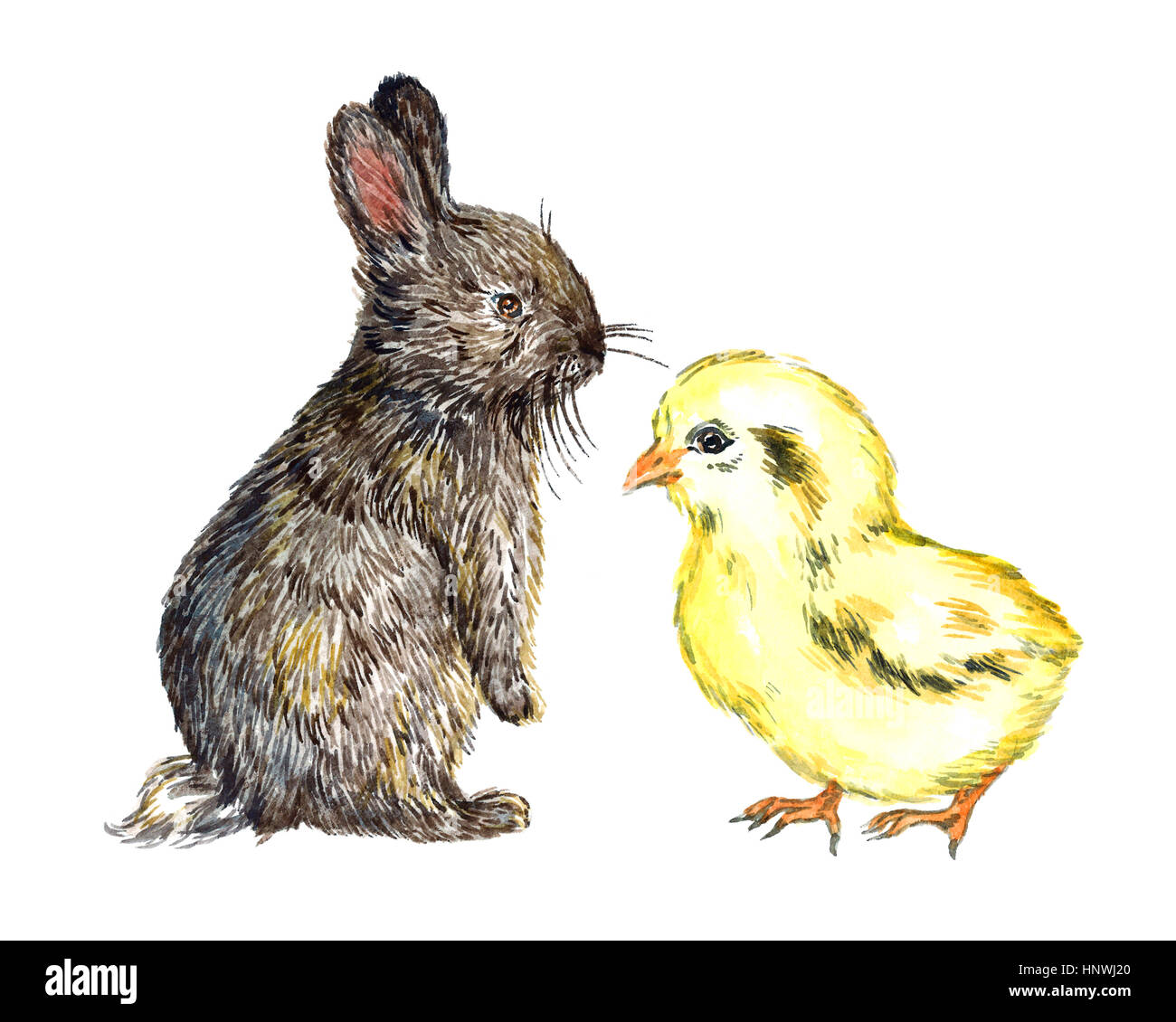 Gray fluffy hare (rabbit) and small yellow chick, isolated hand painted ...