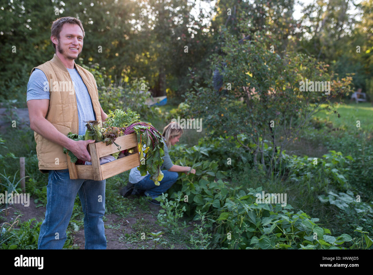 Woman picking crops on farm, man holding crate of crops Stock Photo Alamy