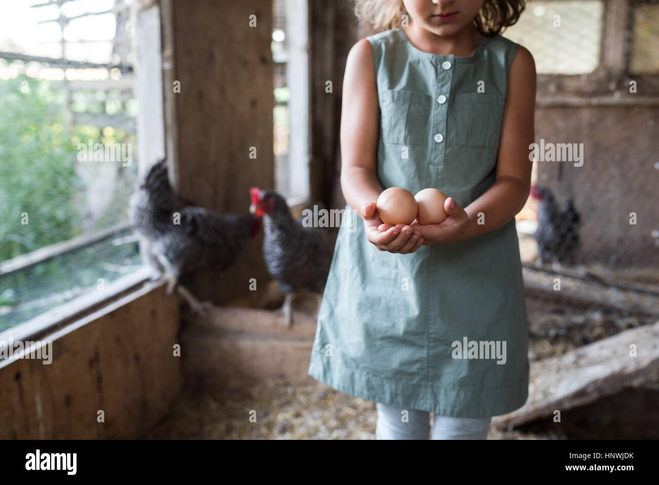 Girl In Chicken Coop Holding Fresh Eggs Mid Section Stock Photo