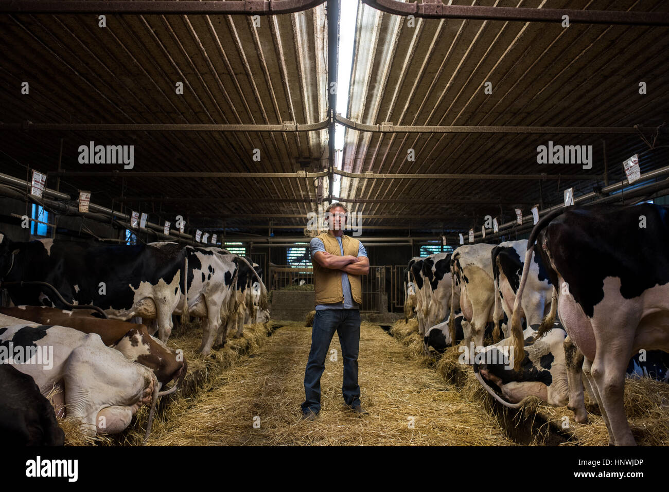 Portrait of farmer in cow shed Stock Photo - Alamy