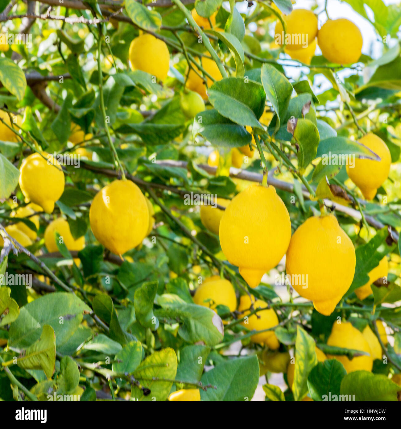 Square image of Spanish lemons close up hanging from a tree, shot with a selective focus to ad copy space Stock Photo