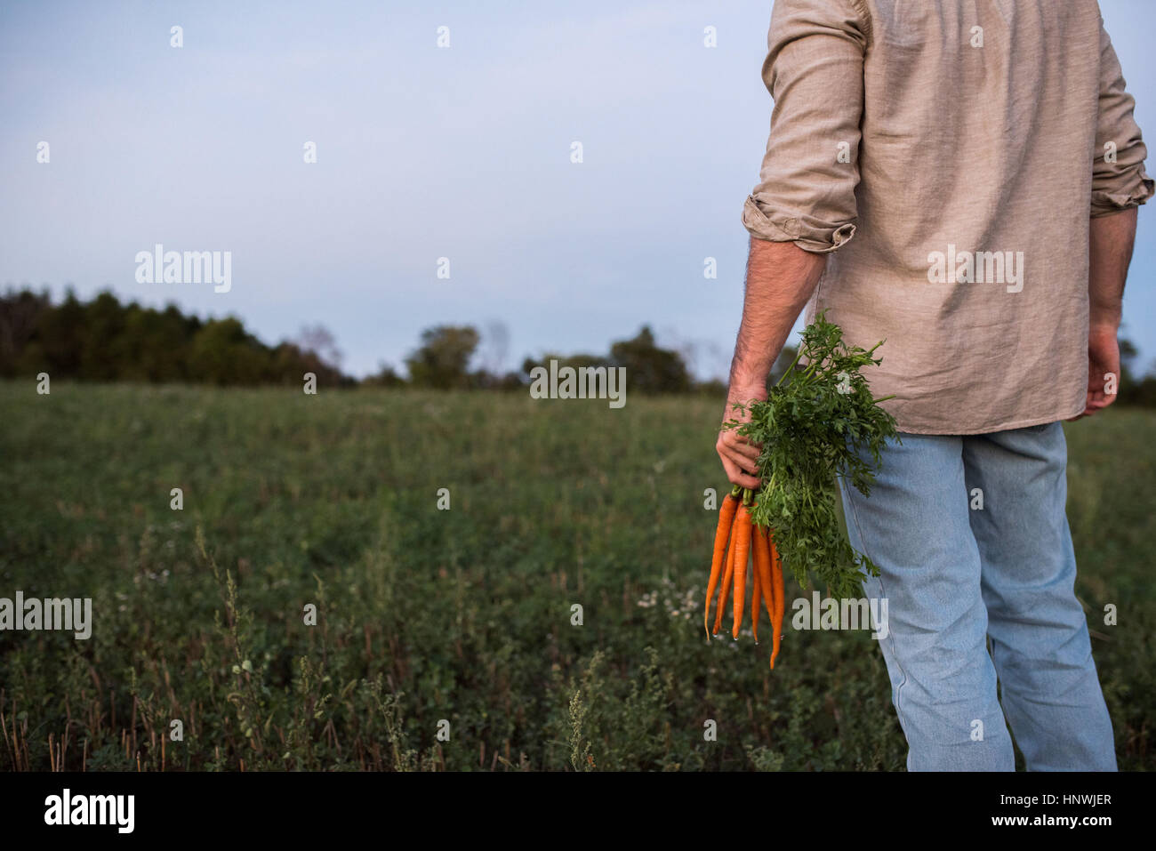 Farmer standing in field, holding bunch of freshly picked carrots, mid section, rear view Stock Photo