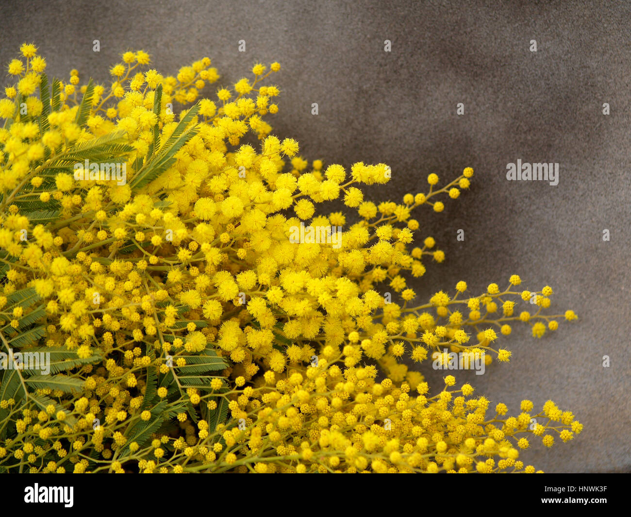 Yellow natural mimosa branch Stock Photo Alamy