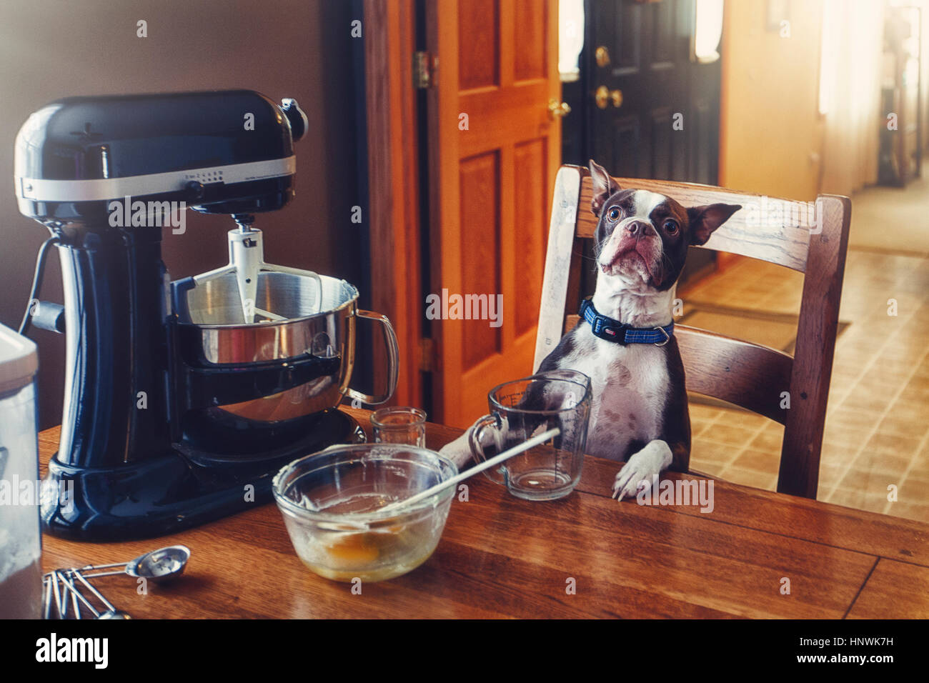 Dog sitting at table, food mixer and baking equipment on table Stock Photo