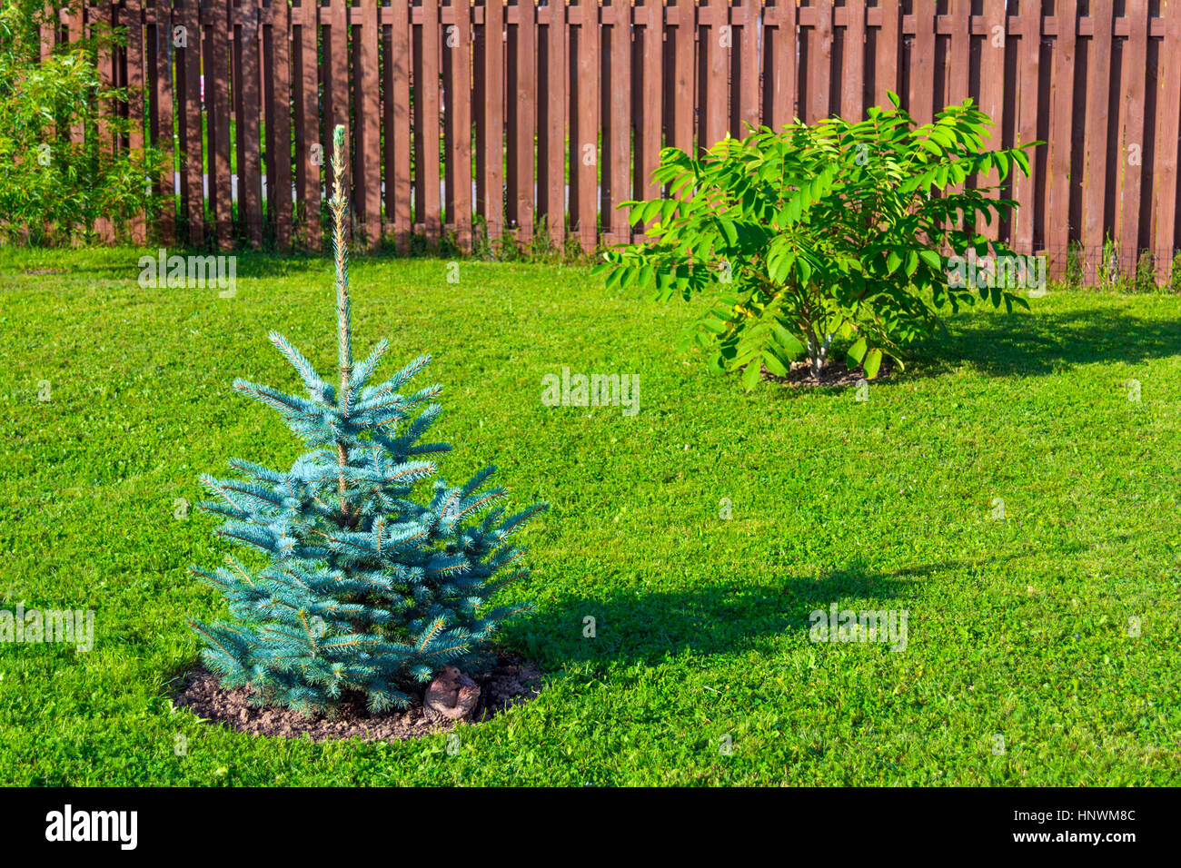 Blue spruce in south garden Stock Photo