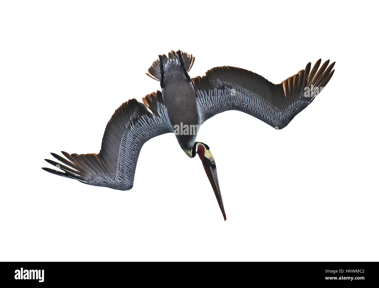 Diving Brown Pelican (Pelecanus occidentalis) Isolated on White Background Stock Photo