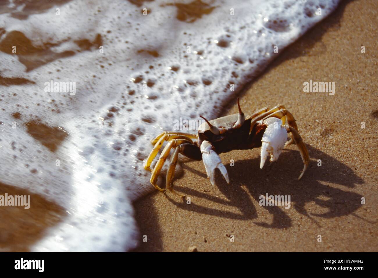 Crab on a sandy beach at the ocean side Stock Photo