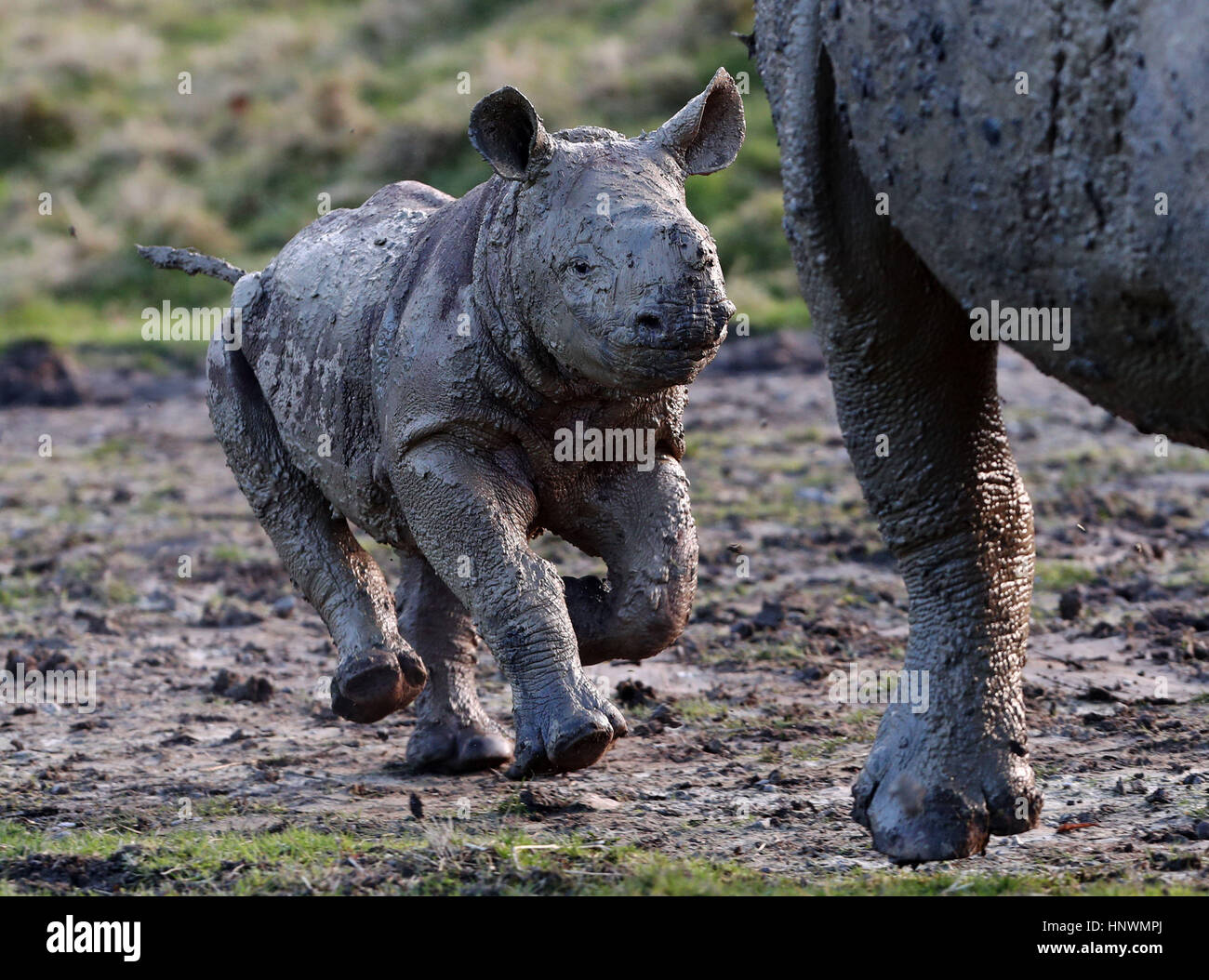 Rukuru, a baby rhino born December 2016 explores her enclosure after taking a mud bath at Port Lympne Reserve with her mother Nyasa after spending the last month keeping warm with her mother in their indoor enclosures. Stock Photo