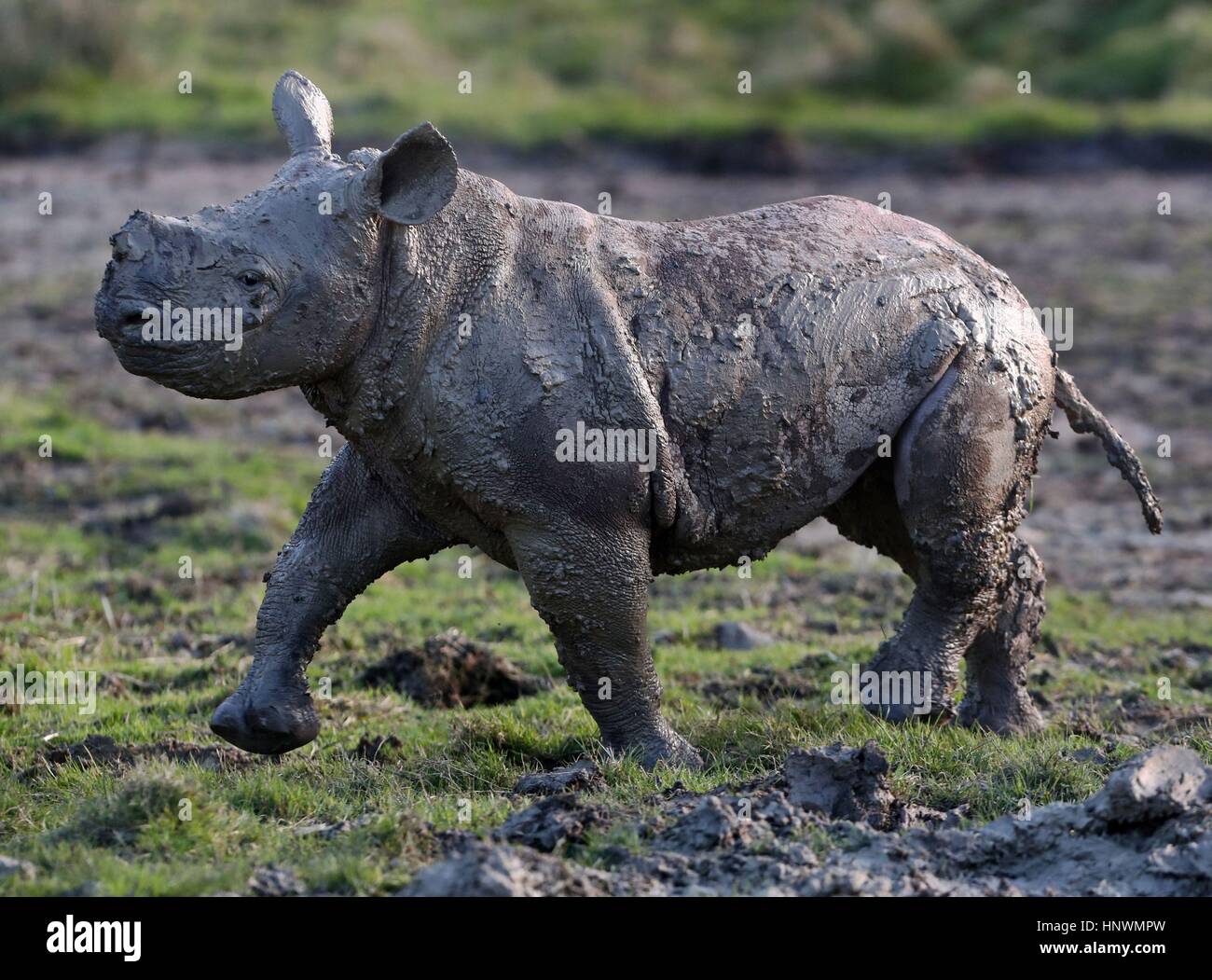 Rukuru, a baby rhino born December 2016 explores her enclosure after taking a mud bath at Port Lympne Reserve with her mother Nyasa after spending the last month keeping warm with her mother in their indoor enclosures. Stock Photo