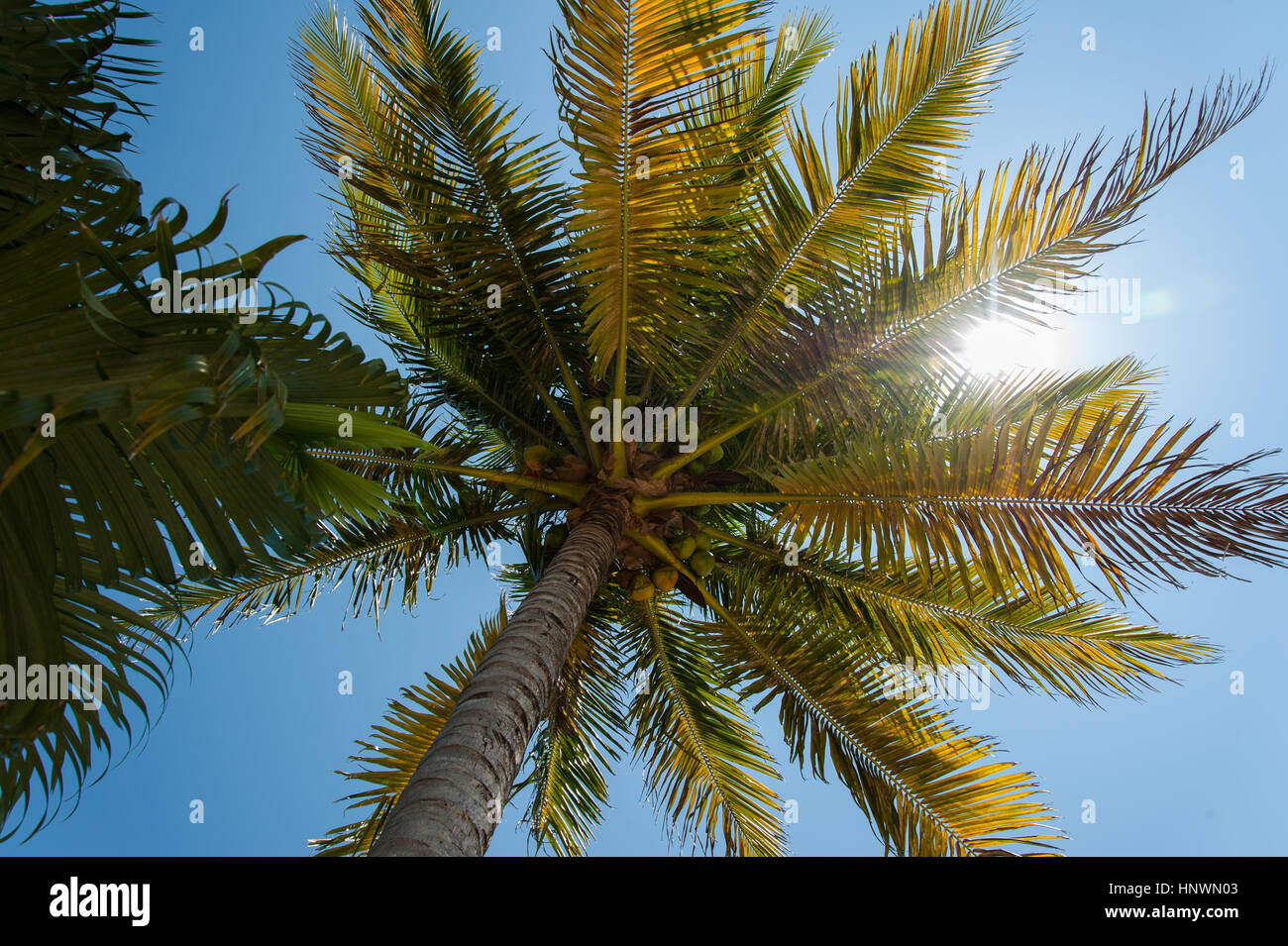 Sunlight through palm tree hires stock photography and images Alamy