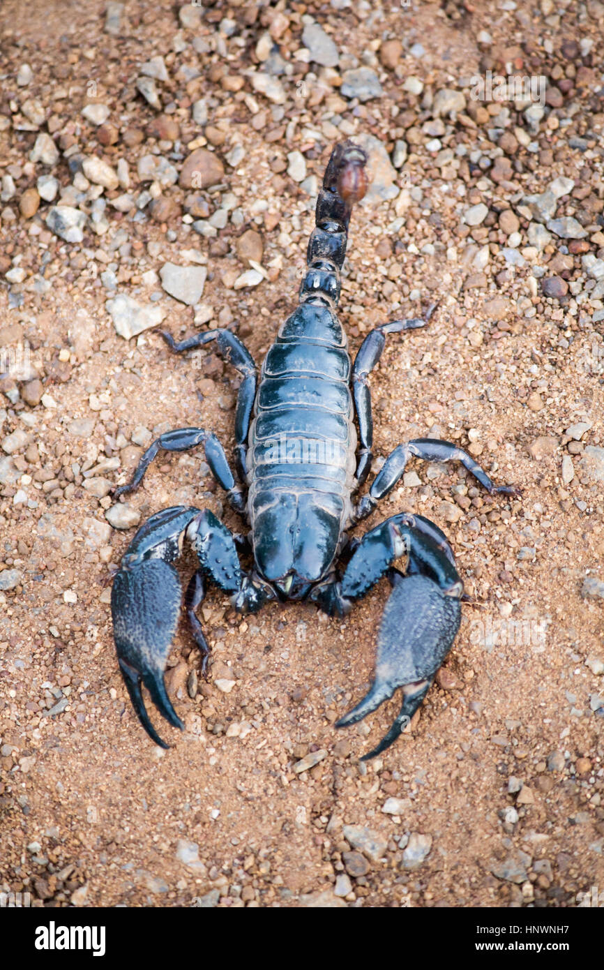 Burrowing scorpion, Heterometrus sp., Achanakmar Tiger Reserve, Chhattisgarh. Large scorpion with massive pincers. Male has markedly larger pincers th Stock Photo