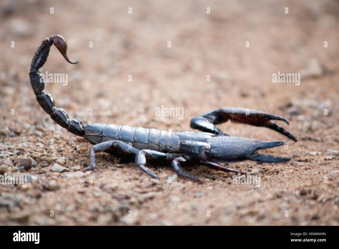 Burrowing scorpion, Heterometrus sp., Achanakmar Tiger Reserve, Chhattisgarh. Large scorpion with massive pincers. Male has markedly larger pincers th Stock Photo