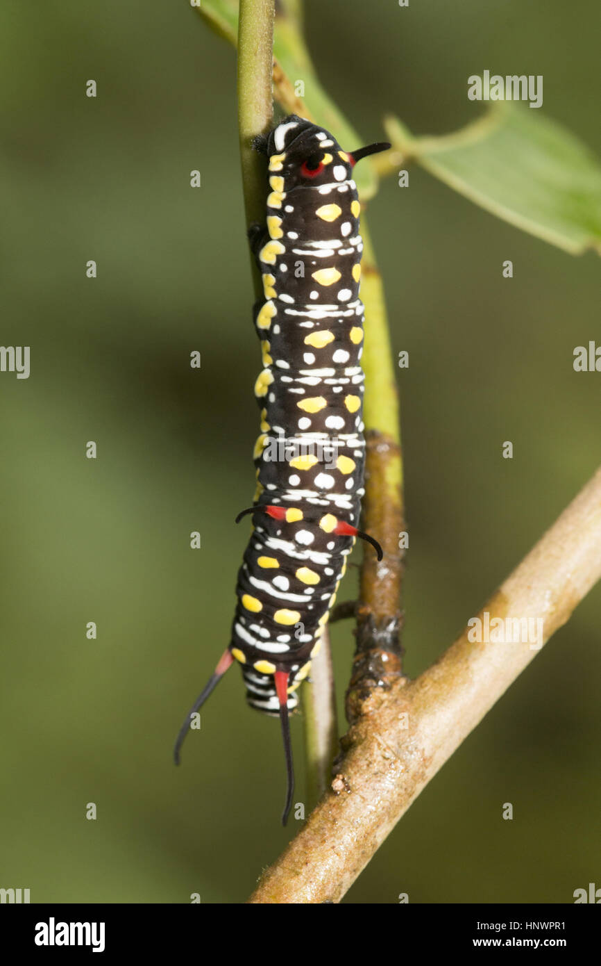 Butterfly caterpillar, Sanjay Gandhi National Park, Mumbai. Stock Photo