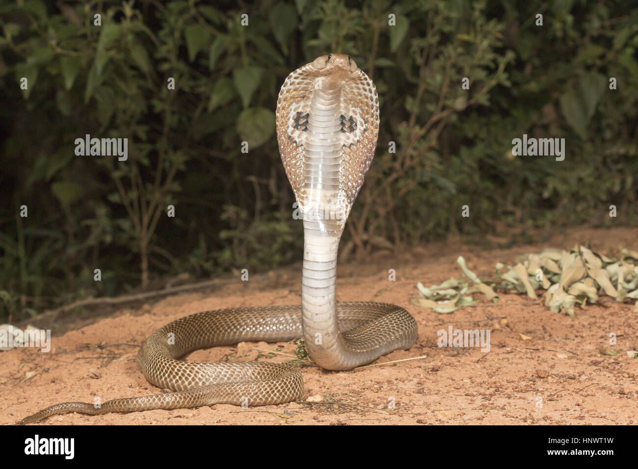 Spectacled cobra, Naja naja, Bangalore, Karnataka. The Indian cobra is one the big four venomous species that inflict the most snakebites on humans in Stock Photo