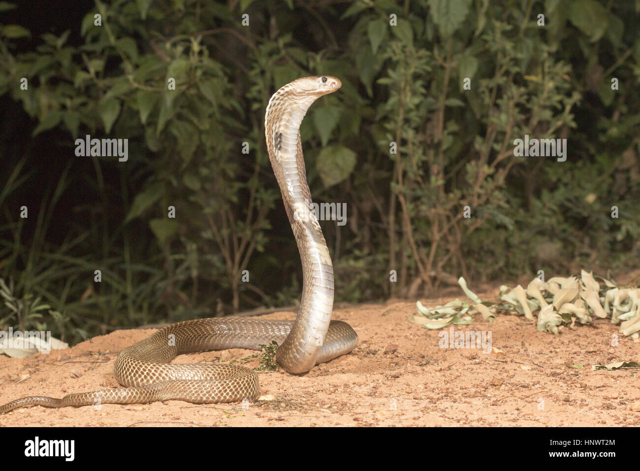 Spectacled cobra, Naja naja, Bangalore, Karnataka. The Indian cobra is one the big four venomous species that inflict the most snakebites on humans in Stock Photo