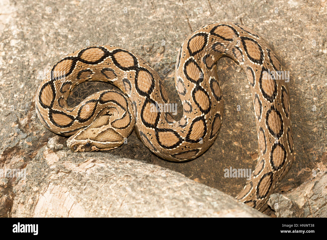 Russell's viper, Daboia russelii, Bangalore, Karnataka. Monotypic genus of venomous Old World vipers. The species was named in honor of Patrick Russel Stock Photo
