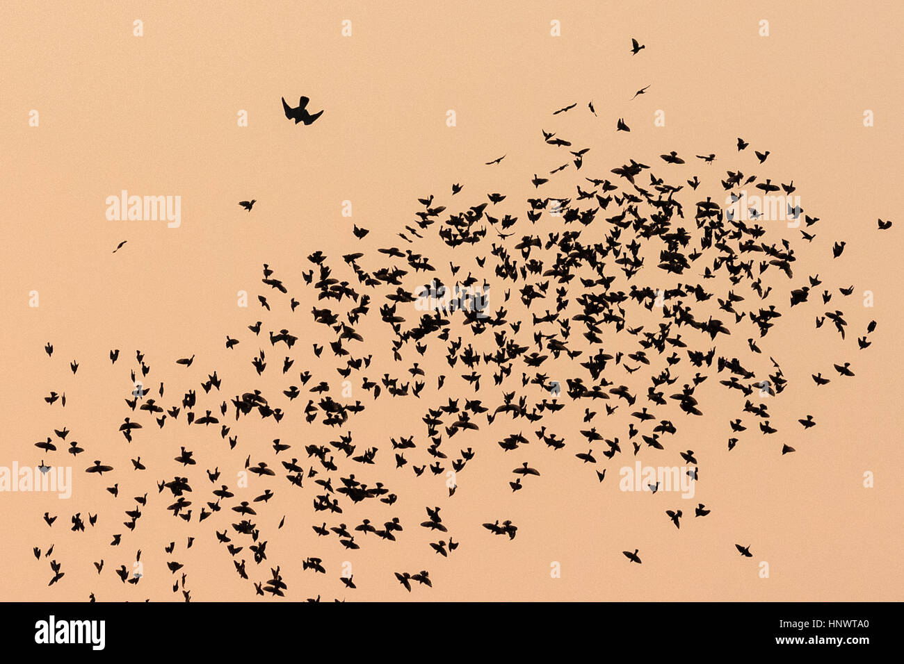 Peregrine falcon (Falco peregrinus) hunting rosy starlings Stock Photo