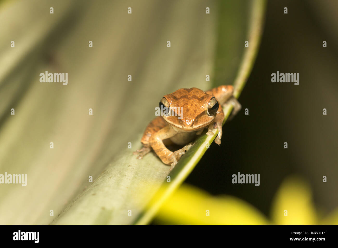 Tree frog, Polypedates sp., Barnawapara WLS, Chhattisgarh. Family Rhacophoridae, the shrub frogs and Paleotropic tree frogs. Stock Photo